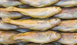 大黄鱼行情最新爆料,最新行情揭秘